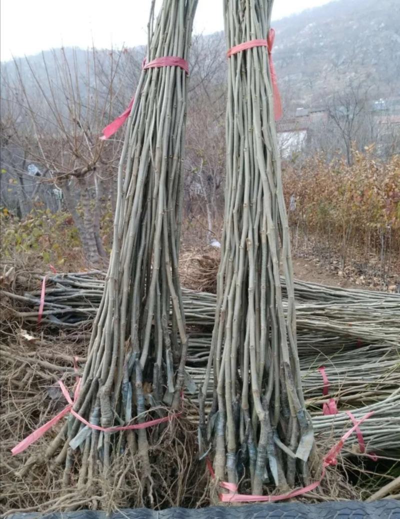 板栗苗/板栗品种介绍/板栗苗价格/板栗苗多少钱