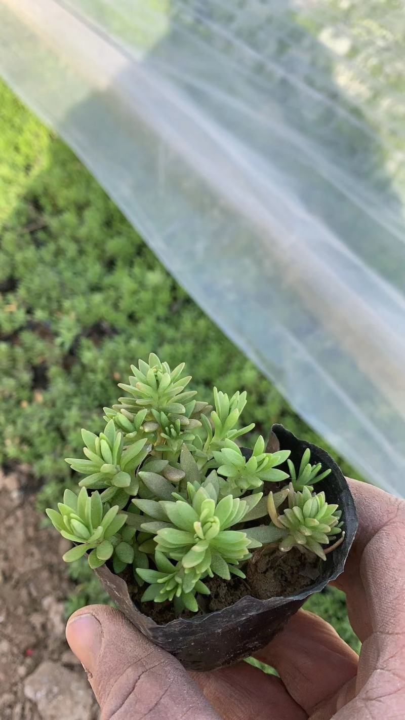 粉黛乱子草，炸酱草，假龙头，佛甲草，大花萱草大量现货