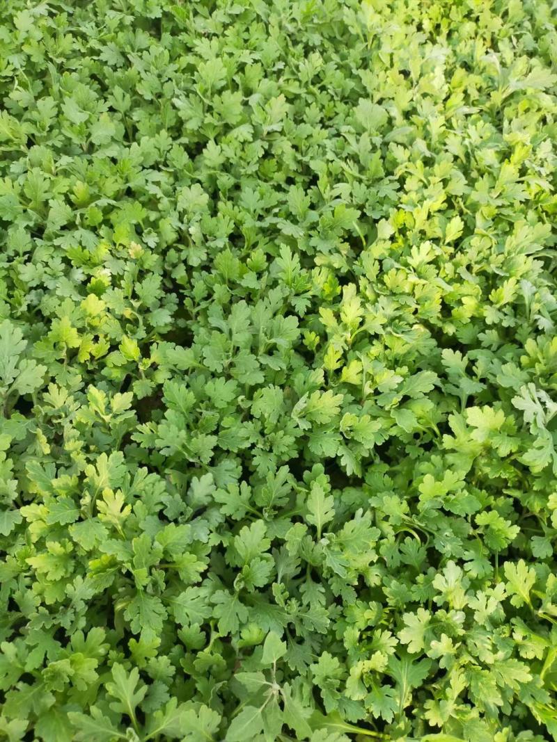 粉黛乱子草，炸酱草，假龙头，佛甲草，大花萱草大量现货
