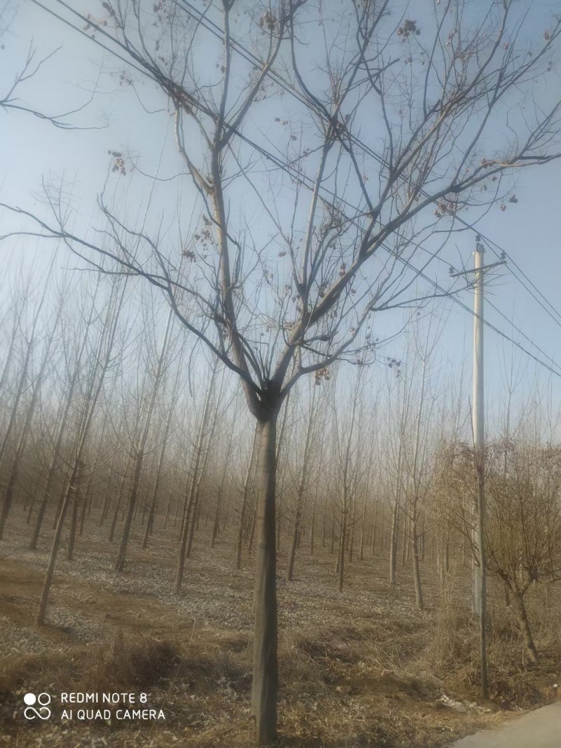 栾树，黄山栾树，精品南栾，12-20公分，质优价廉
