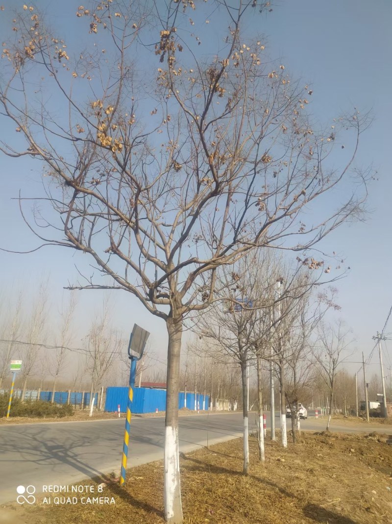 栾树，黄山栾树，精品南栾，12-20公分，质优价廉