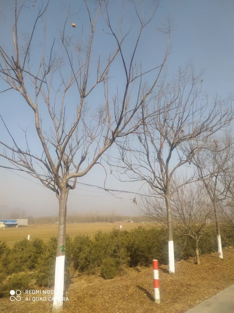 栾树，黄山栾树，精品南栾，12-20公分，质优价廉