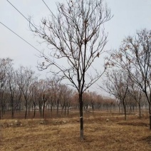 栾树，黄山栾树，精品南栾，12-20公分，质优价廉