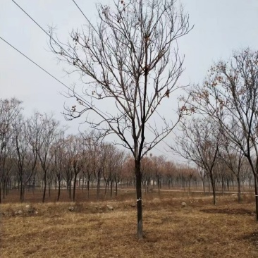 栾树，黄山栾树，精品南栾，12-20公分，质优价廉