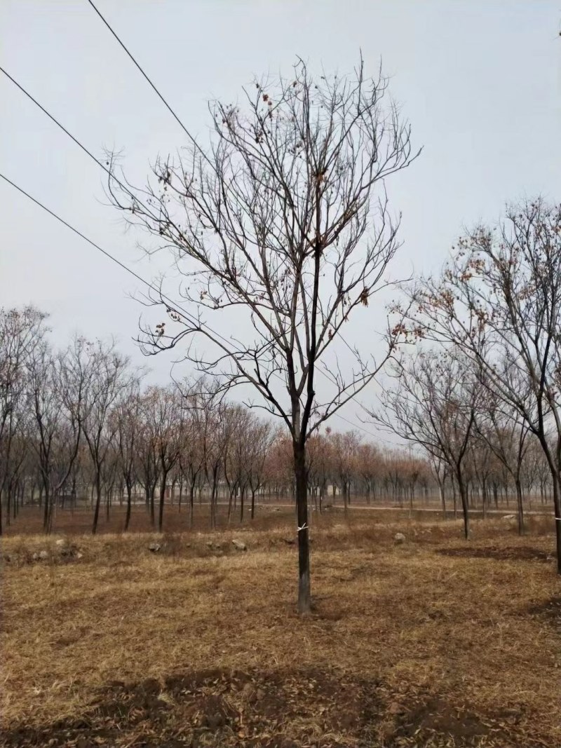 栾树，黄山栾树，精品南栾，12-20公分，质优价廉