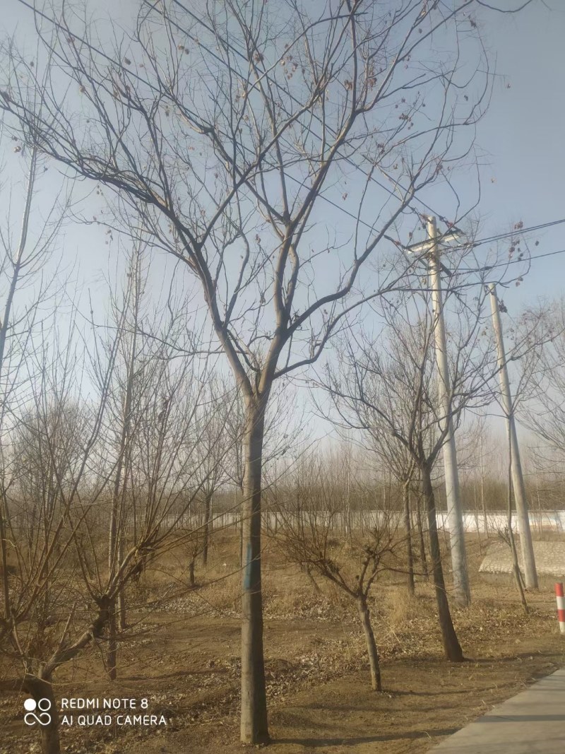 栾树，黄山栾树，精品南栾，12-20公分，质优价廉
