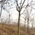 栾树，黄山栾树，精品南栾，12-20公分，质优价廉