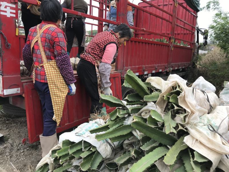 带根带芽燕窝果苗麒麟果品质有保证提供技术支持