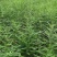 皂角小苗皂角播种苗工程苗当年苗产地直发