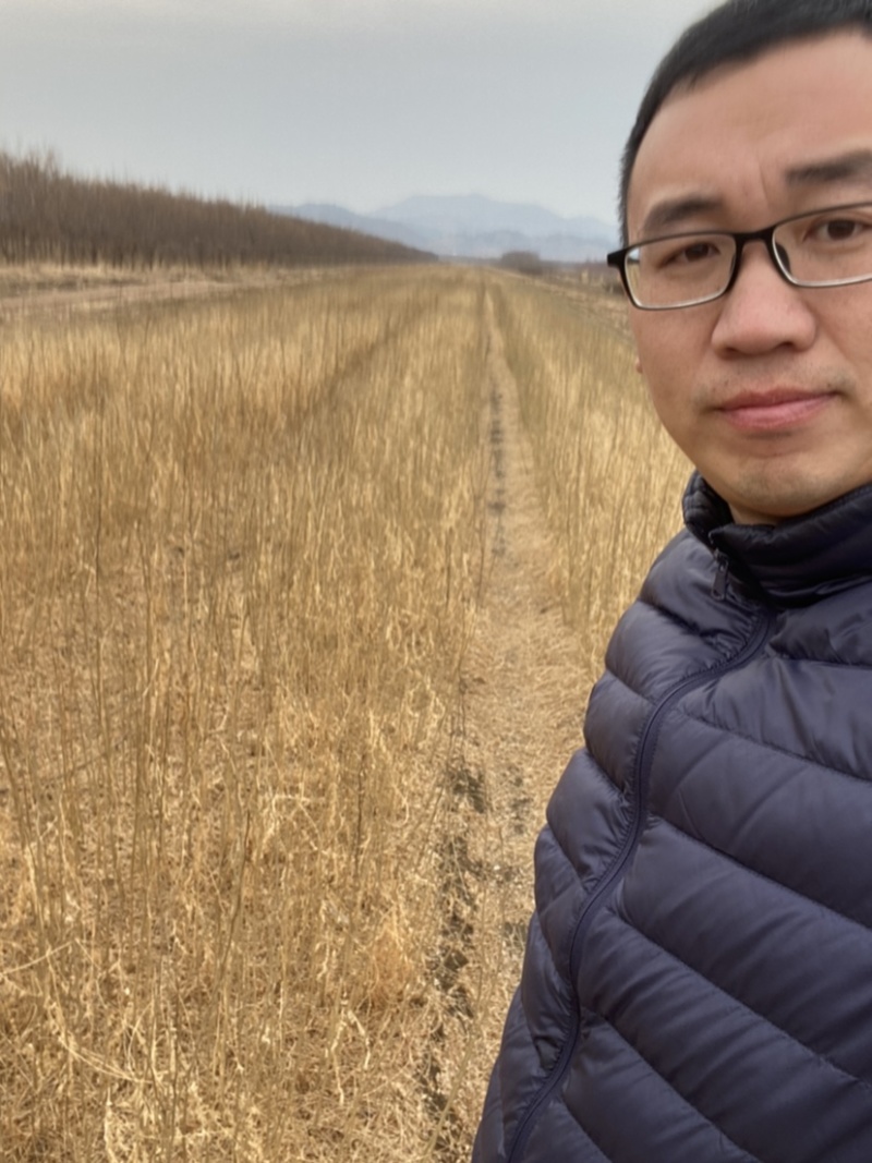 皂角小苗皂角播种苗工程苗当年苗产地直发