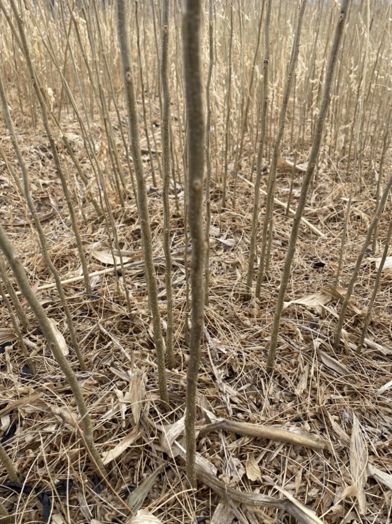 皂角小苗皂角播种苗工程苗当年苗产地直发