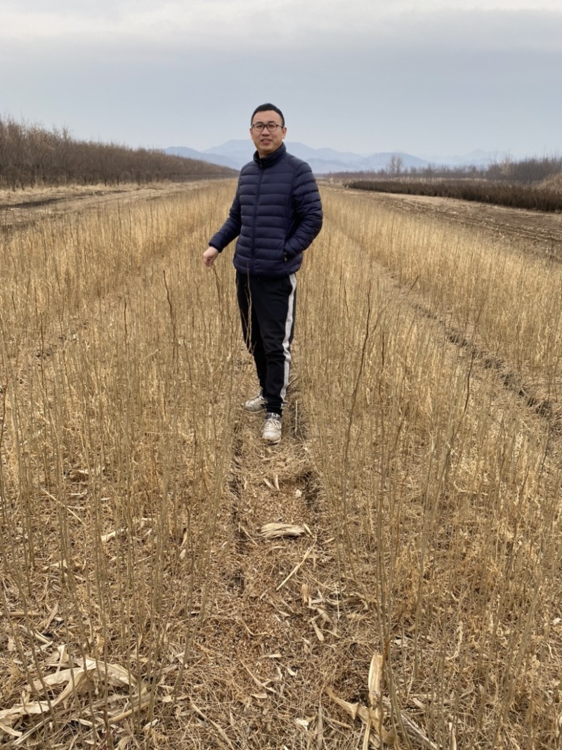 皂角小苗皂角播种苗工程苗当年苗产地直发
