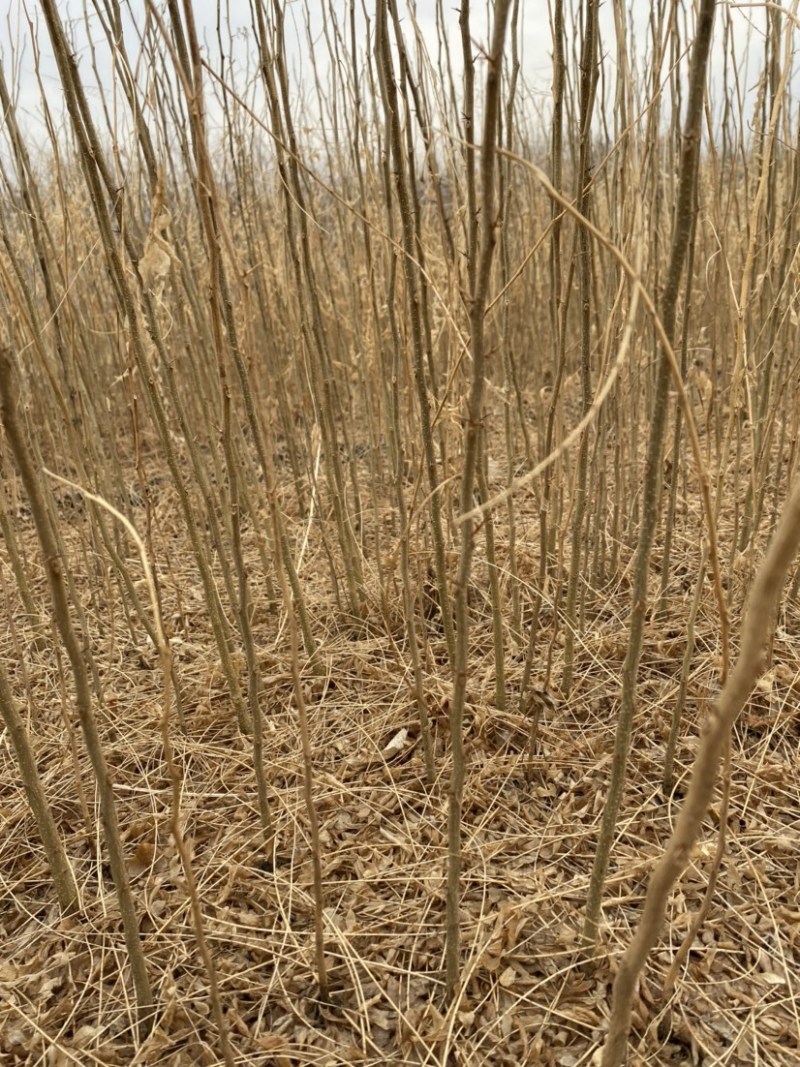 皂角小苗皂角播种苗工程苗当年苗产地直发