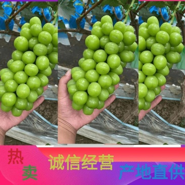 河北省饶阳县冷棚阳光玫瑰葡萄，对接各大平台，客商，，，，
