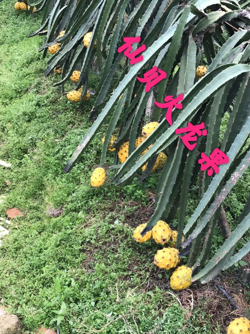 带根带芽燕窝果苗麒麟果品质有保证提供技术支持