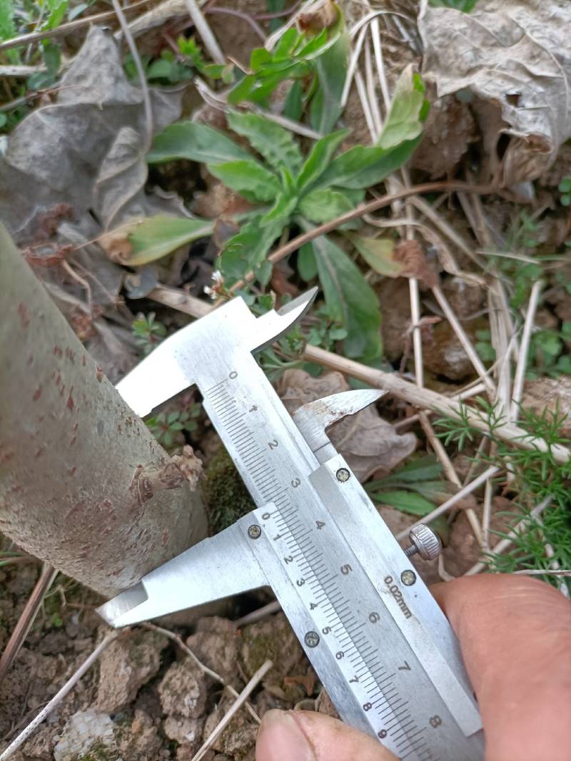 山桐子树苗是药食同源的木本油料树种，也是国家提昌种植的树