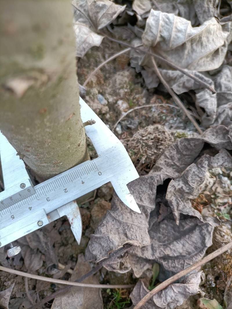 山桐子树苗是药食同源的木本油料树种，也是国家提昌种植的树