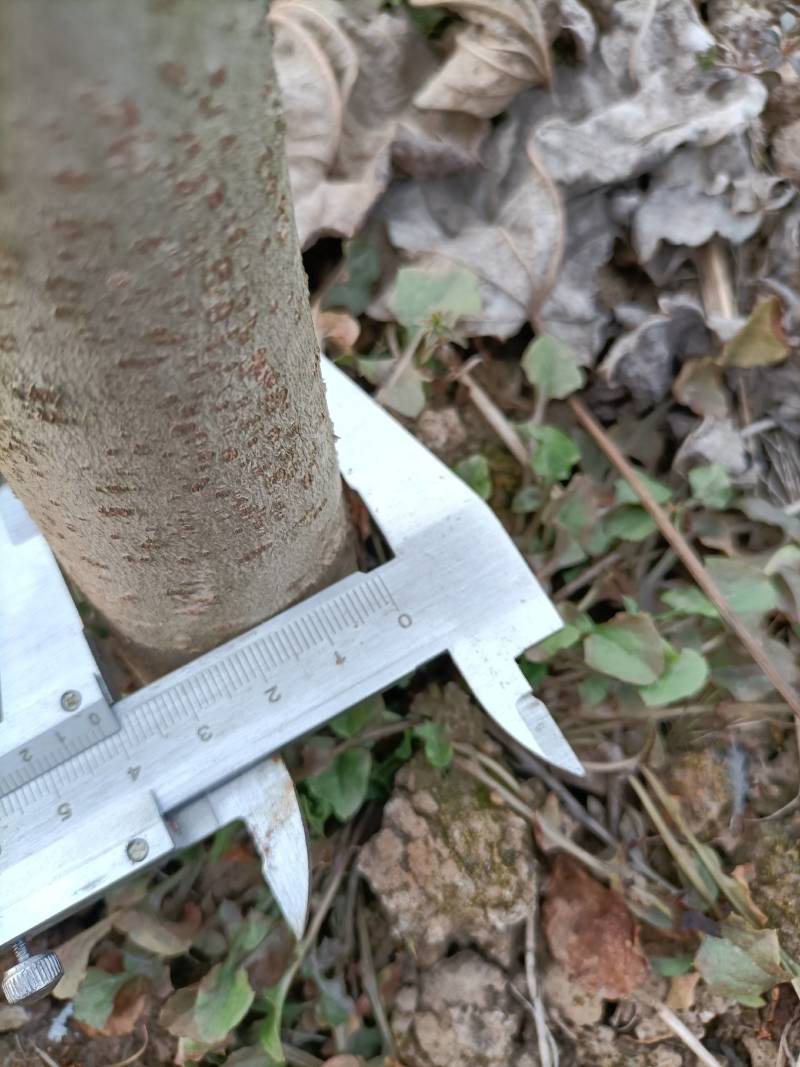 山桐子树苗是药食同源的木本油料树种，也是国家提昌种植的树