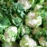 汉中白花菜花2~3斤紧花乳白，现货，产地一手货源