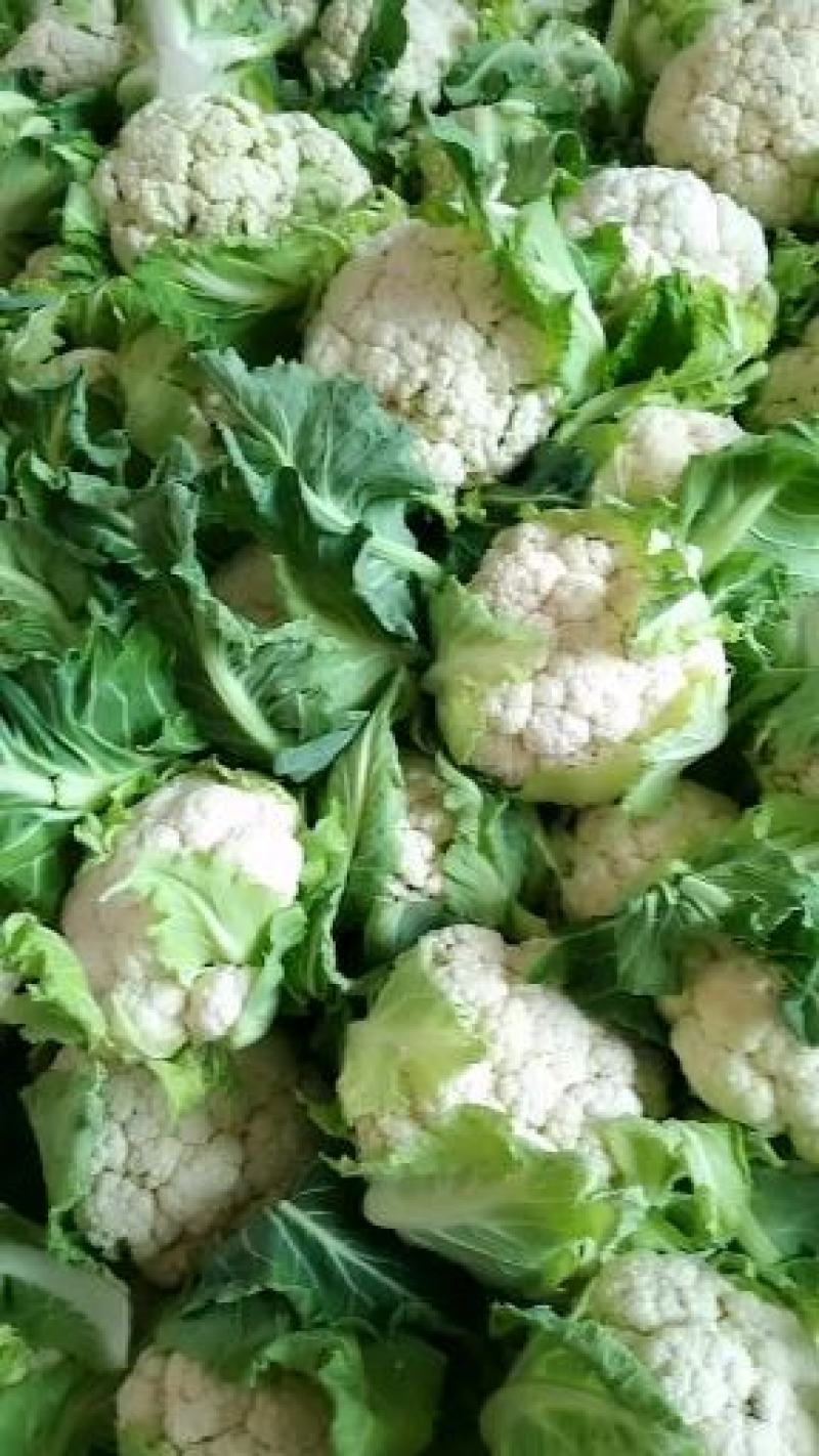 汉中白花菜花2~3斤紧花乳白，现货，产地一手货源