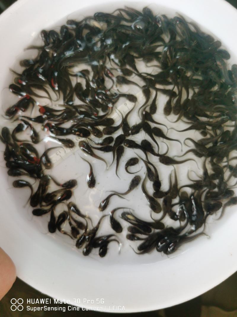 新苗大口鲶—包质、包量、包安全送达，提供养殖技术