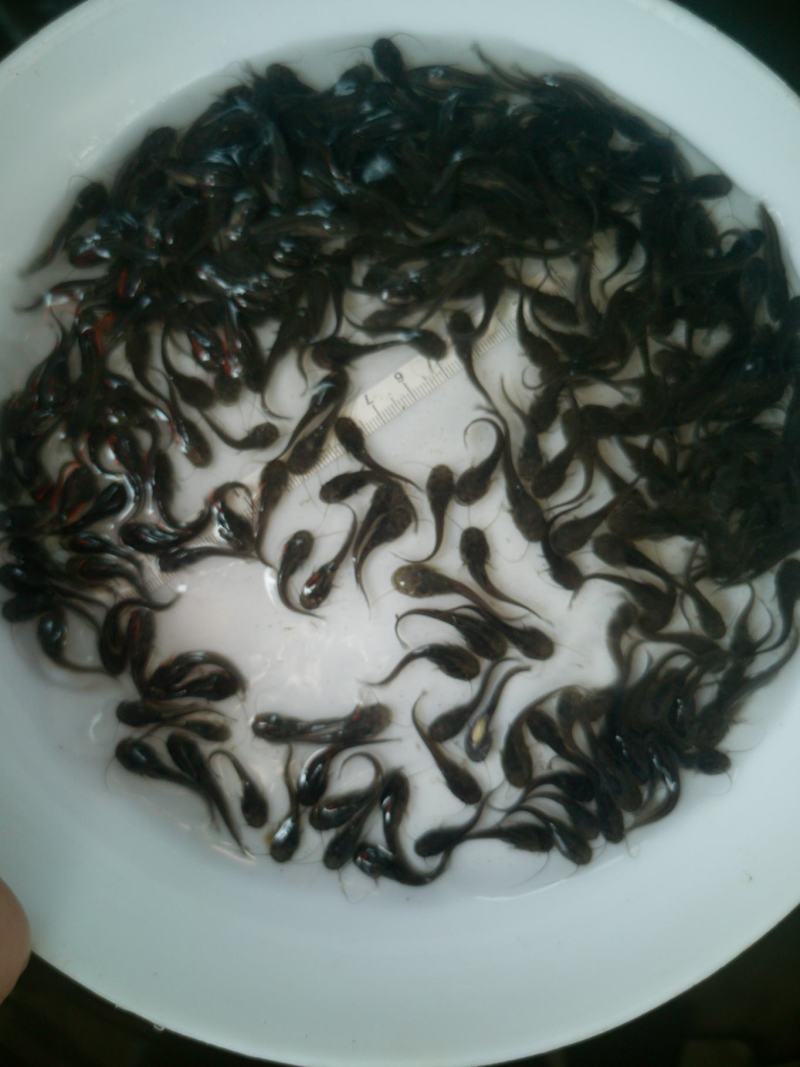 新苗大口鲶—包质、包量、包安全送达，提供养殖技术