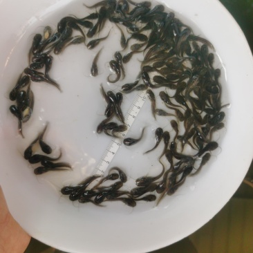 新苗大口鲶—包质、包量、包安全送达,提供养殖技术