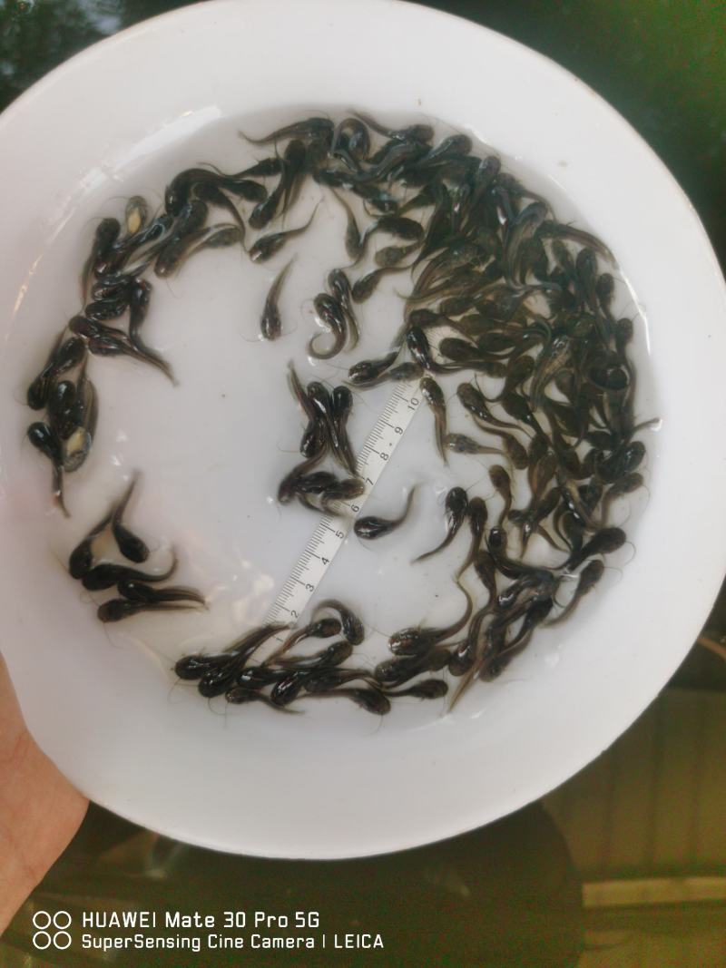 新苗大口鲶—包质、包量、包安全送达，提供养殖技术
