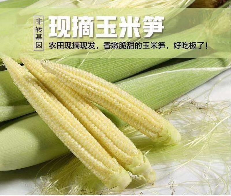 新鲜甜玉米笋小玉米芯仔新鲜蔬菜沙拉现摘迷你小玉米包邮。