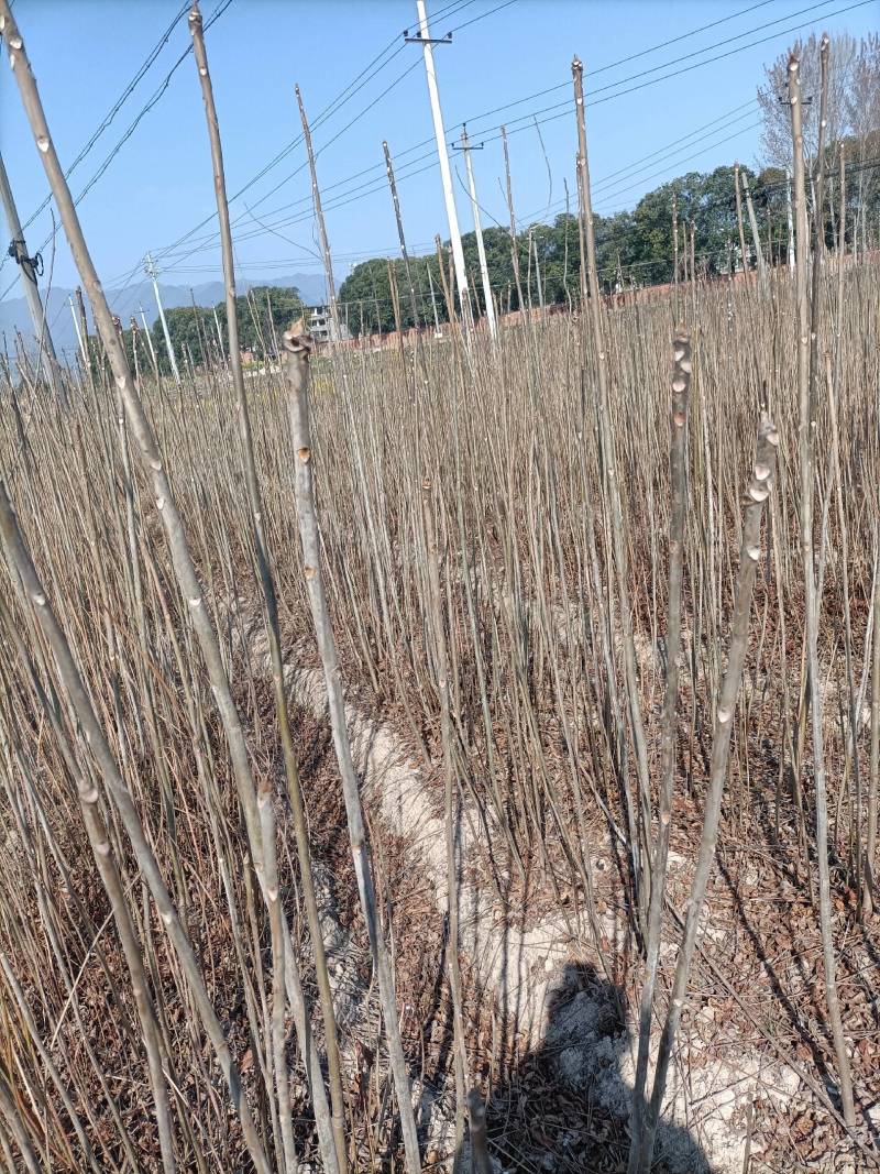 一至两年生红油香樁树苗
