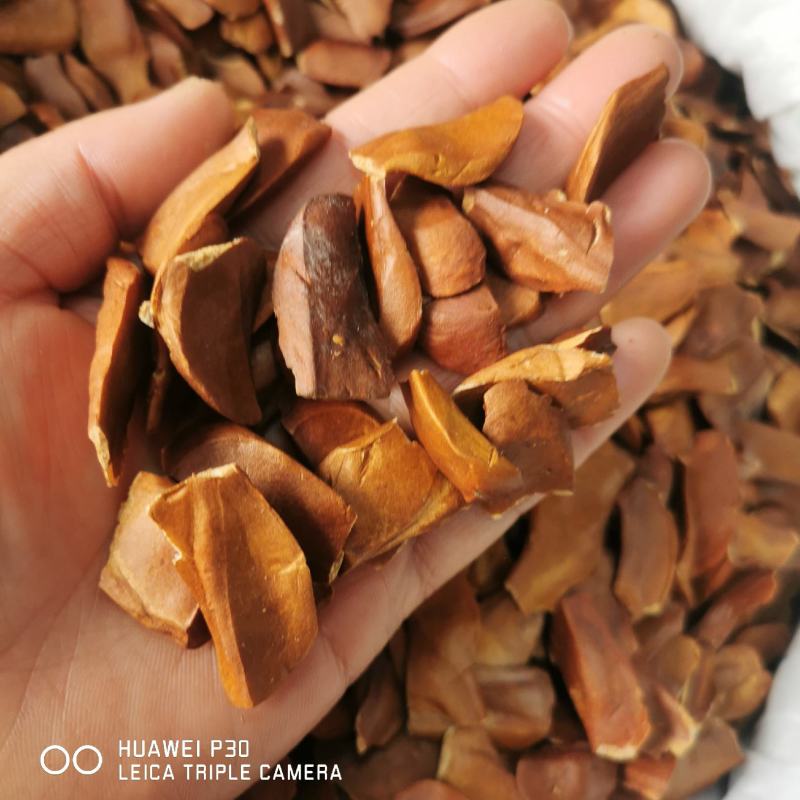 向天果当年新货仁白包邮发货产地直发常年大量供应