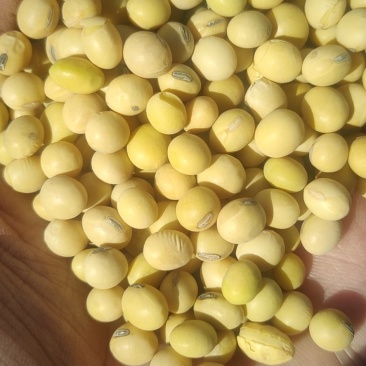 美湾大豆集装箱品质袋装毛粮散装支持汽运海运火运
