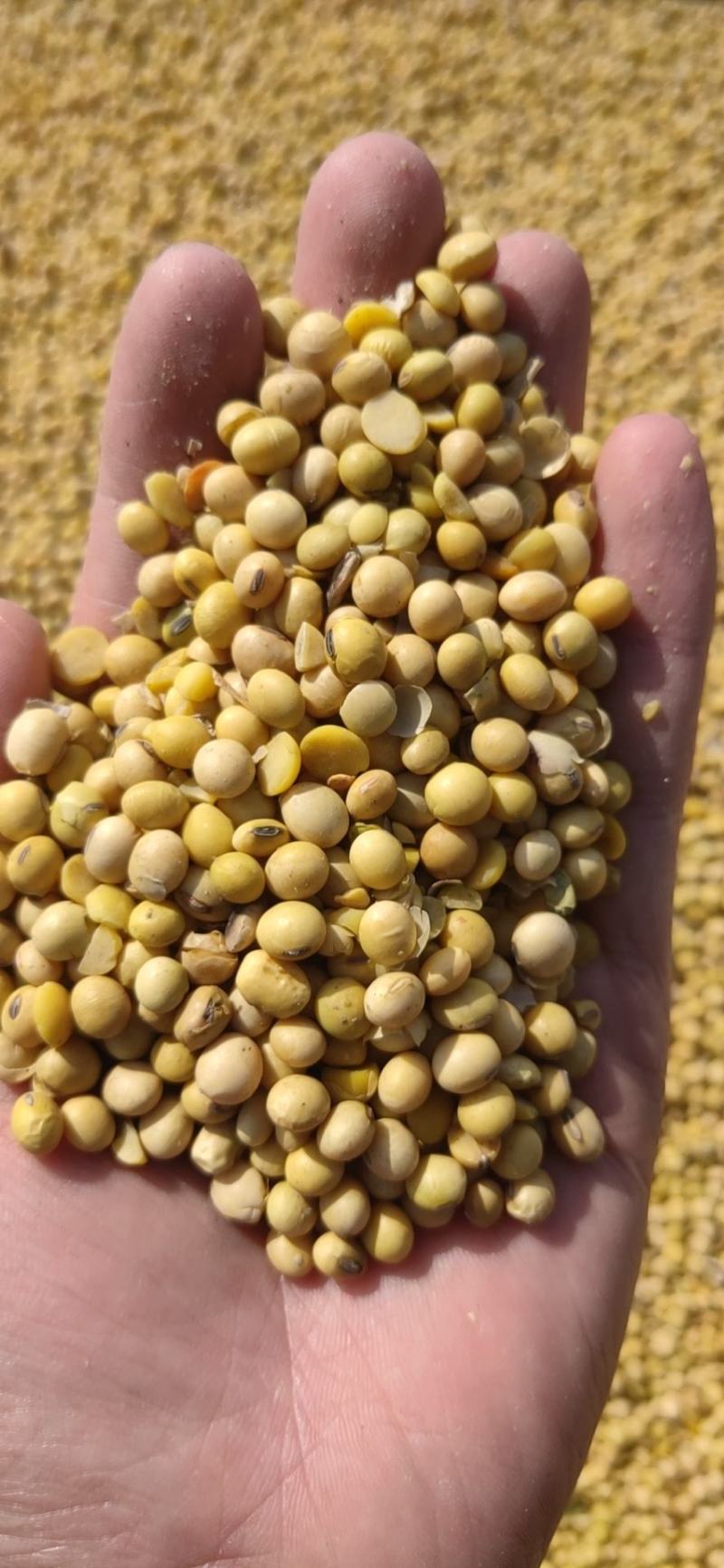 美湾大豆集装箱品质袋装毛粮散装支持汽运海运火运