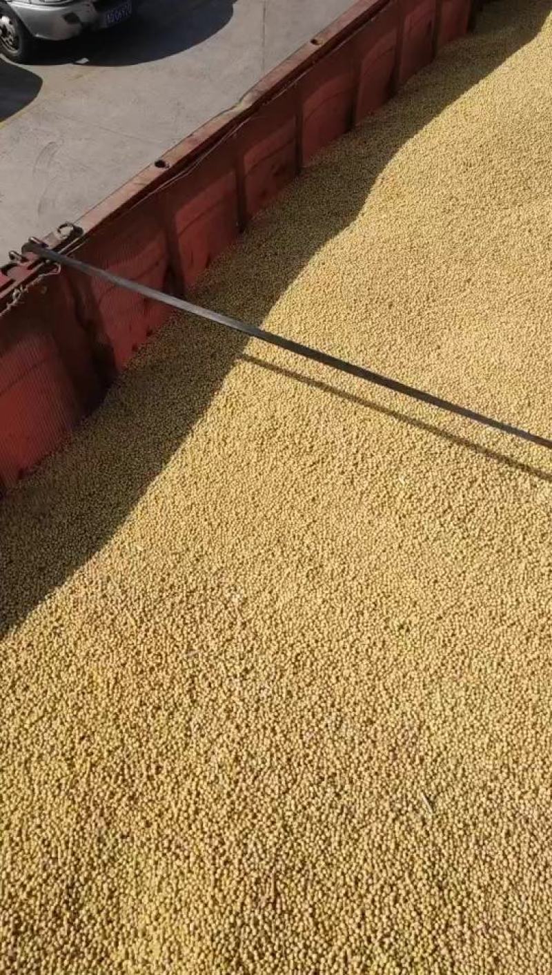美湾大豆集装箱品质袋装毛粮散装支持汽运海运火运