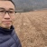 地锦爬山虎五叶地锦藤本植物护坡苗