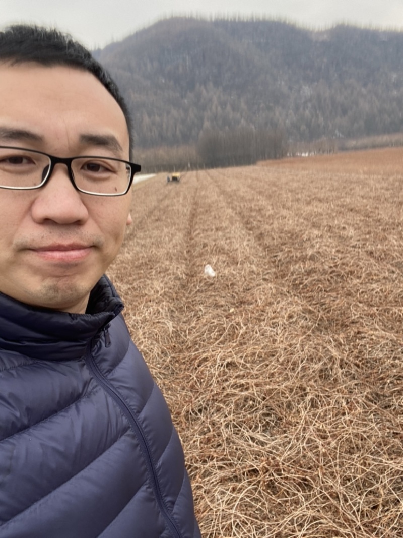 地锦爬山虎五叶地锦藤本植物护坡苗