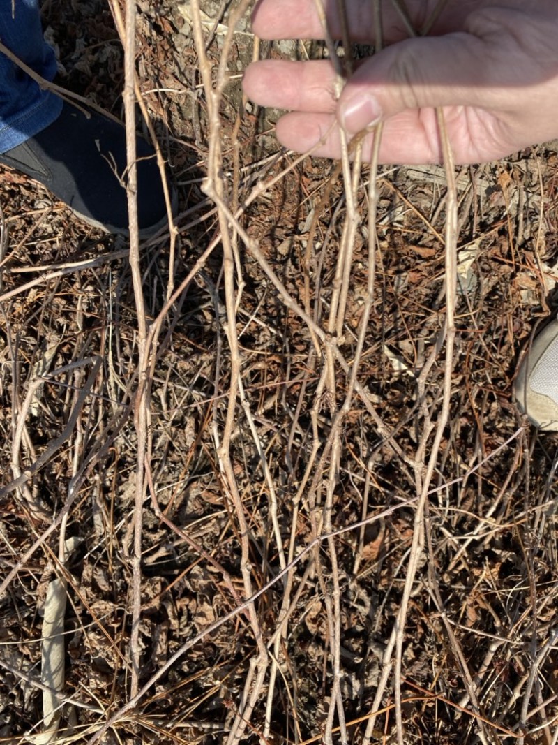 地锦爬山虎五叶地锦藤本植物护坡苗