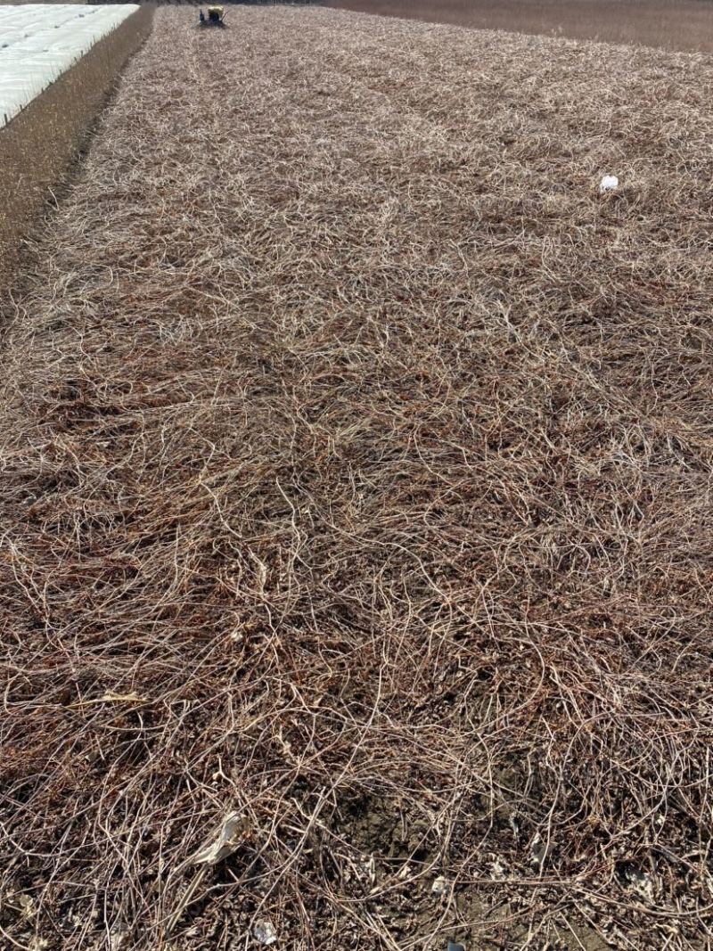 地锦爬山虎五叶地锦藤本植物护坡苗