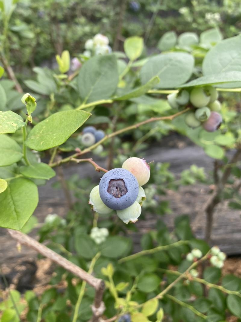 2024山东蓝莓鲜果一手货源产地直发，保质保量，欢迎来电