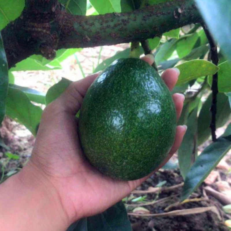 嫁接牛油果树苗墨西哥鳄梨哈斯牛油果苗盆栽地栽南北方种植