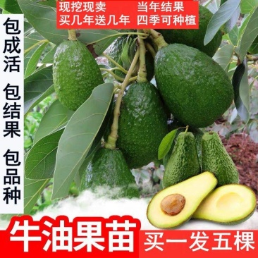 嫁接牛油果树苗墨西哥鳄梨哈斯牛油果苗盆栽地栽南北方种植