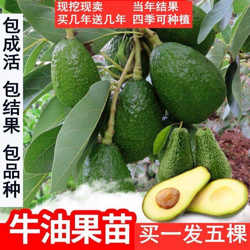 嫁接牛油果树苗墨西哥鳄梨哈斯牛油果苗盆栽地栽南北方种植