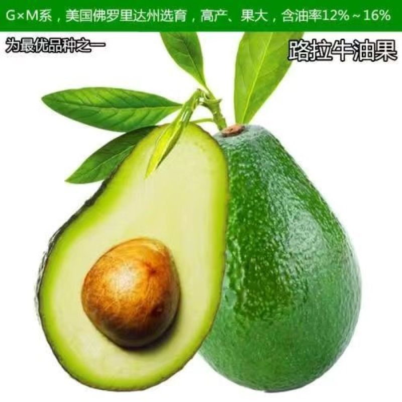 嫁接牛油果树苗墨西哥鳄梨哈斯牛油果苗盆栽地栽南北方种植