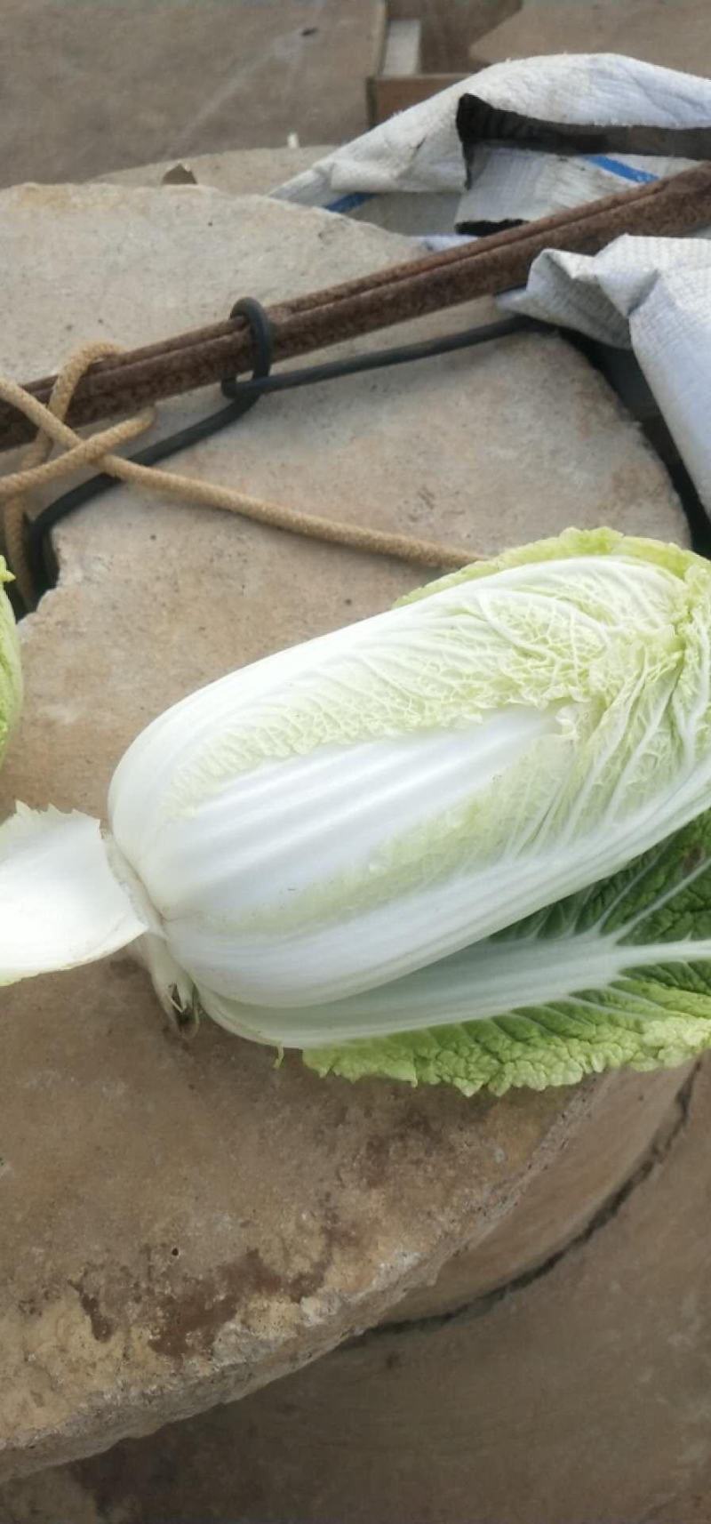 娃娃菜大娃小娃