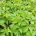 地锦爬山虎五叶地锦藤本植物护坡苗
