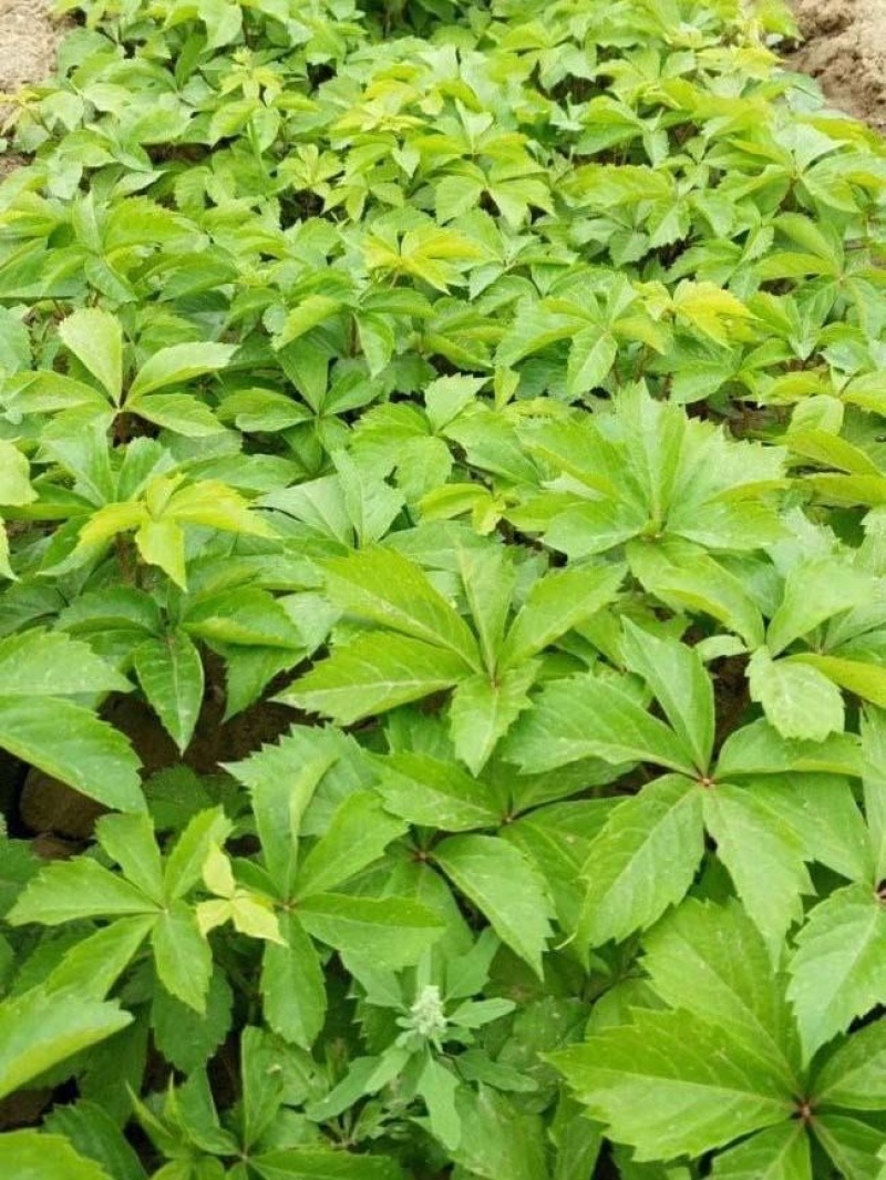 地锦爬山虎五叶地锦藤本植物护坡苗