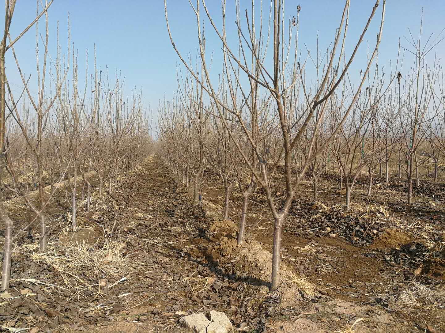 樱桃枝条休眠状态特写