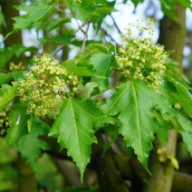 茶条槭三角枫当年苗二年墩茶条槭球从生茶条槭