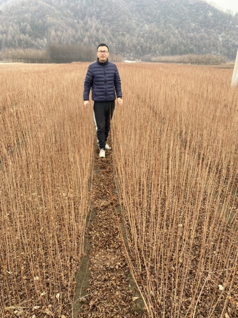茶条槭三角枫当年苗二年墩茶条槭球从生茶条槭