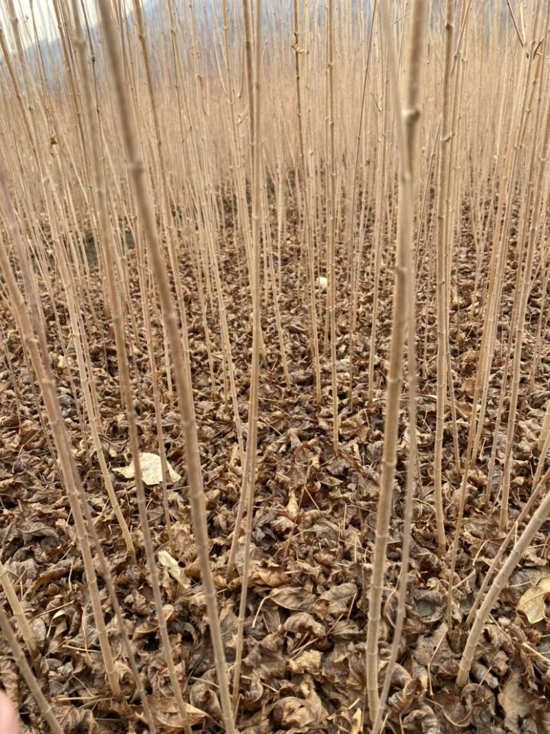 茶条槭三角枫当年苗二年墩茶条槭球从生茶条槭